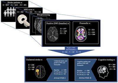 Longitudinal Brain Changes After Stroke and the Association With Cognitive Decline